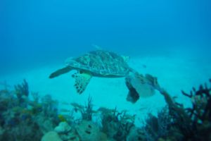 Meeresschildkröte maria la gorda cuba-exclusivo.jpg